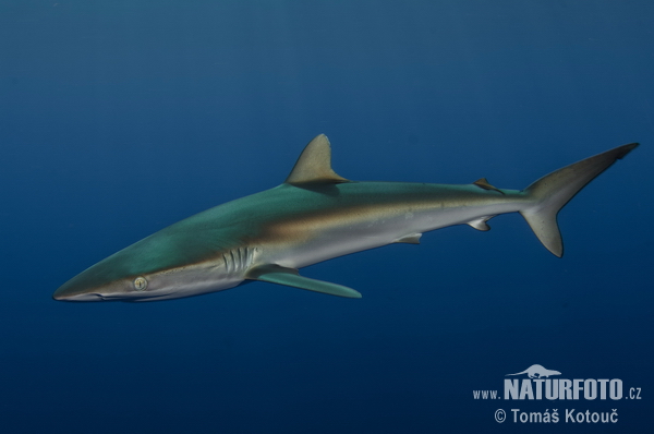 Žralok hedvábný (Carcharhinus falciformis)