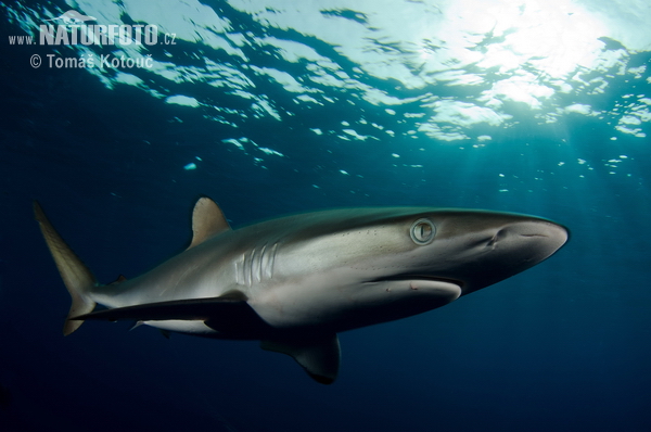 Žralok hodvábny (Carcharhinus falciformis)