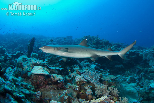 Žralok lagunový (Triaenodon obesus)