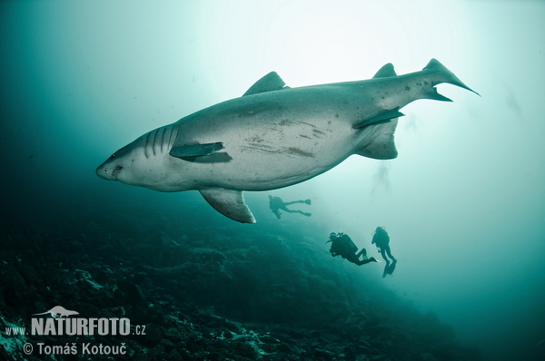 Žralok ostrozubý (Odontaspis ferox)