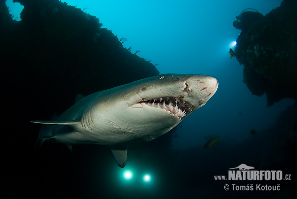 Žralok piesočný (Carcharias taurus)