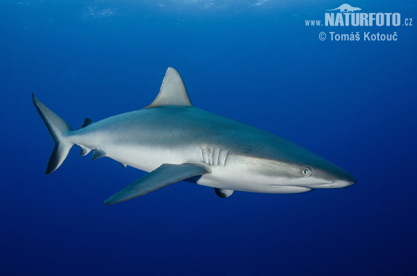 Žralok šedý útesový (Carcharhinus amblyrhynchos)