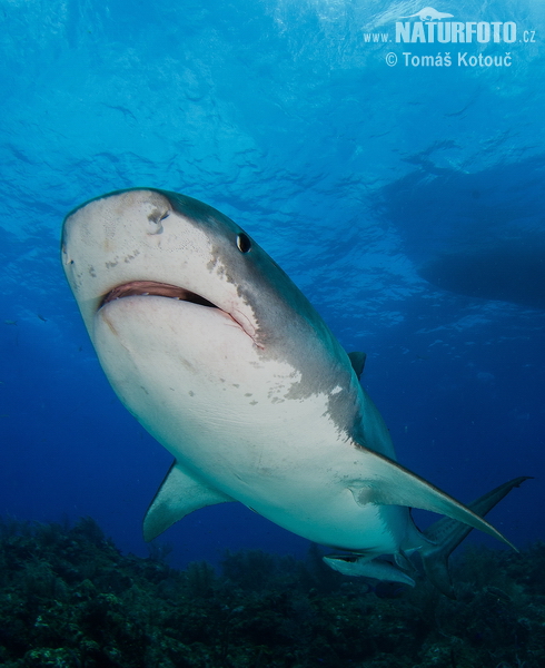Žralok tigrí (Galeocerdo cuvier)