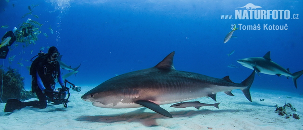 Žralok tygří (Galeocerdo cuvier)