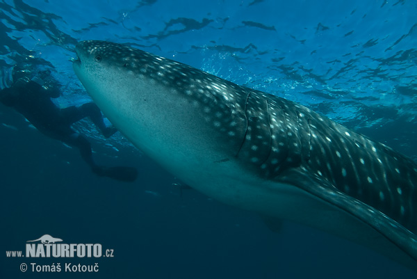 Žralok veľrybí (Rhincodon typus)