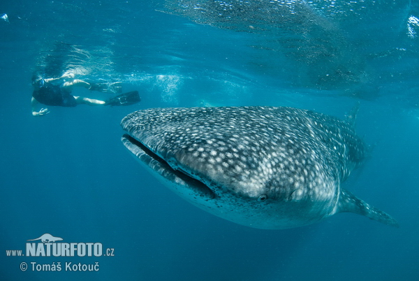 Žralok veľrybí (Rhincodon typus)