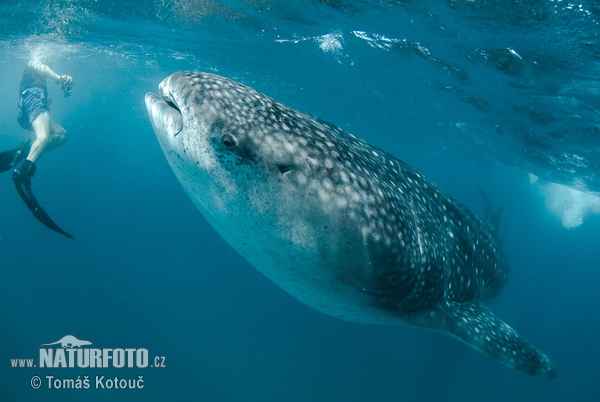 Žralok veľrybí (Rhincodon typus)