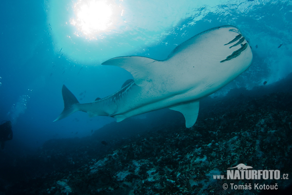 Žralok veľrybí (Rhincodon typus)