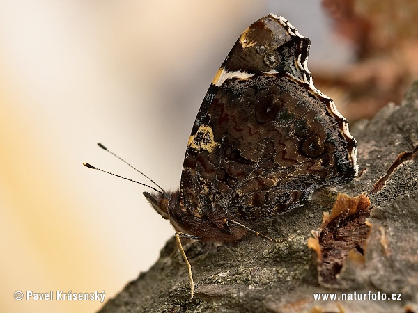 Babôčka admirálska (Vanessa atalanta)