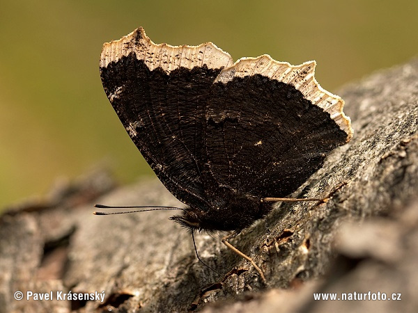 Babôčka osiková (Nymphalis antiopa)