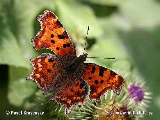 Babôčka zubatokrídla (Polygonia c-album)