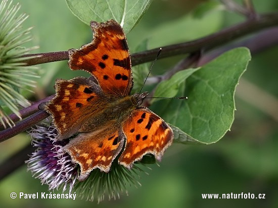 Babôčka zubatokrídla (Polygonia c-album)