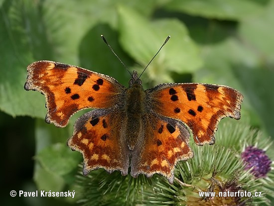 Babôčka zubatokrídla (Polygonia c-album)