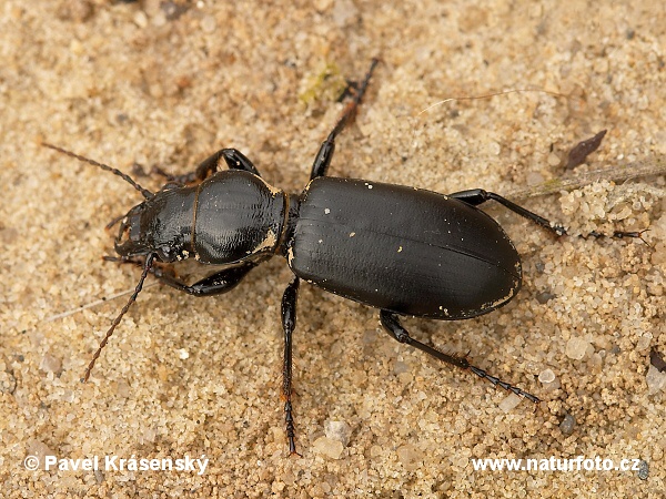 Bežec veľkohlavý (Broscus cephalotes)