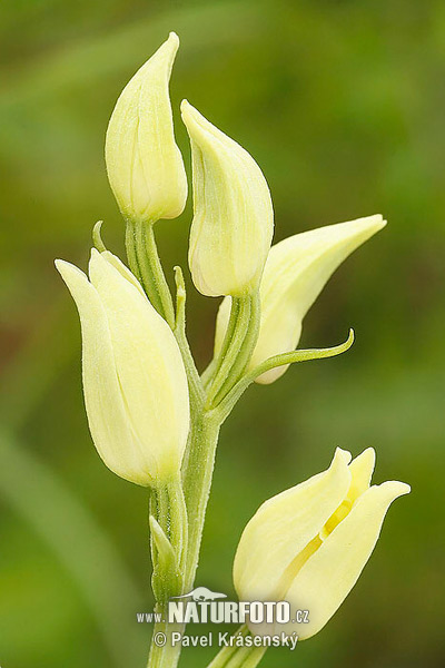Bleda naglavka (Cephalanthera damasonium)