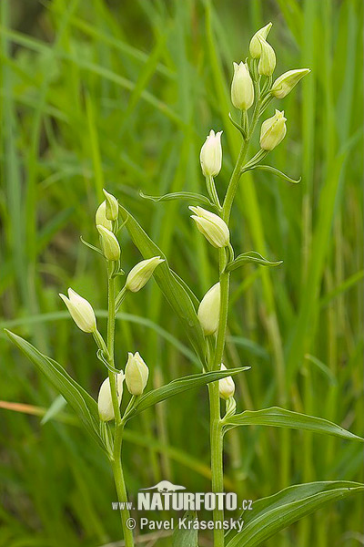 Bleda naglavka (Cephalanthera damasonium)