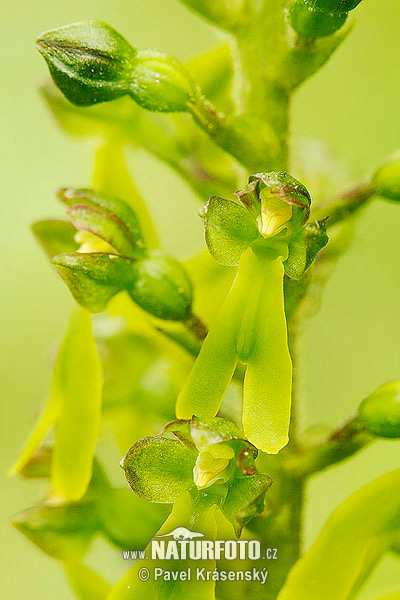 Bradáčik vajcovitolistý (Listera ovata)