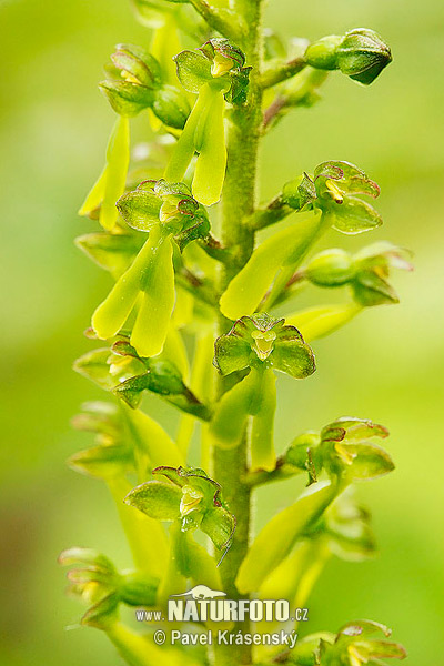 Bradáčik vajcovitý (Listera ovata)