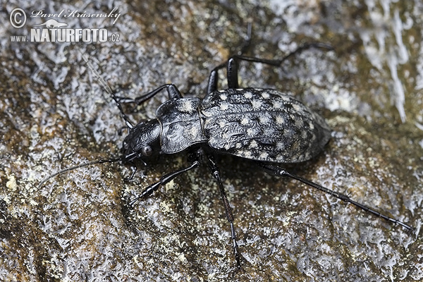 Bystruška potočná (Carabus variolosus)