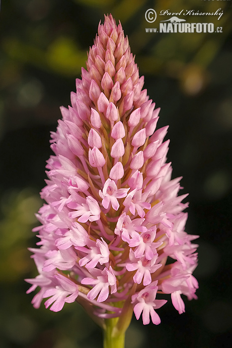 Červenohlav ihlanovitý (Anacamptis pyramidalis)