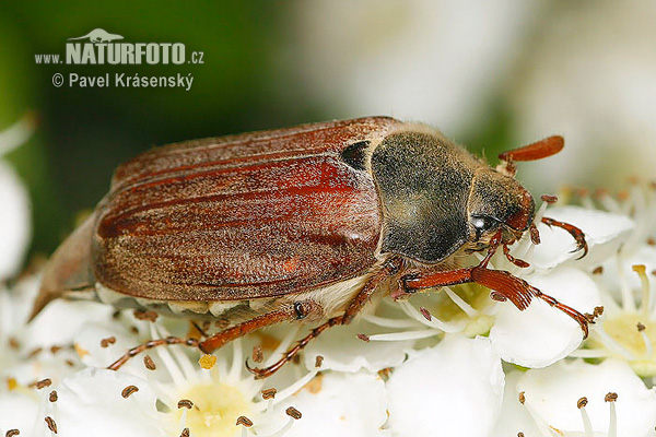 Chrúst obyčajný (Melolontha melolontha)