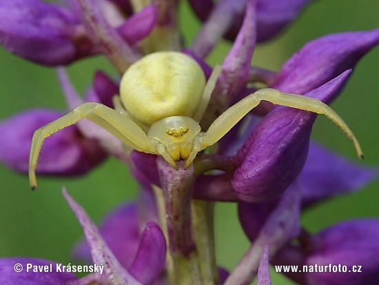 Cvetni pajek (Misumena vatia)