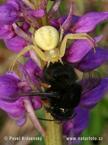 Cvetni pajek (Misumena vatia)