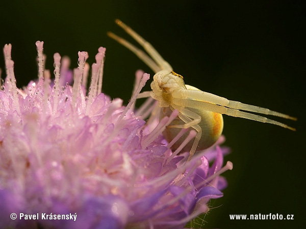 Cvetni pajek (Misumena vatia)