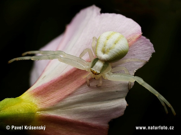 Cvetni pajek (Misumena vatia)