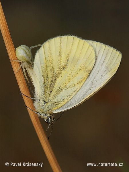 Cvetni pajek (Misumena vatia)