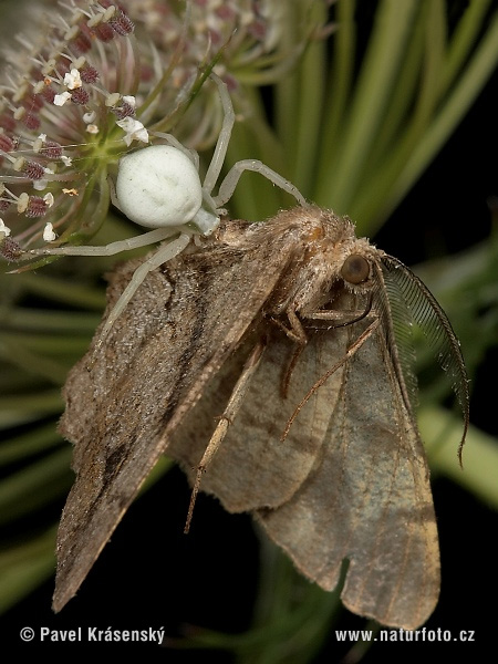 Cvetni pajek (Misumena vatia)