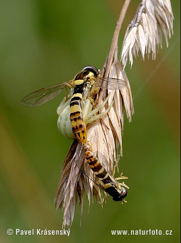 Cvetni pajek (Misumena vatia)