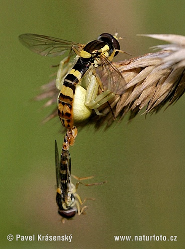 Cvetni pajek (Misumena vatia)