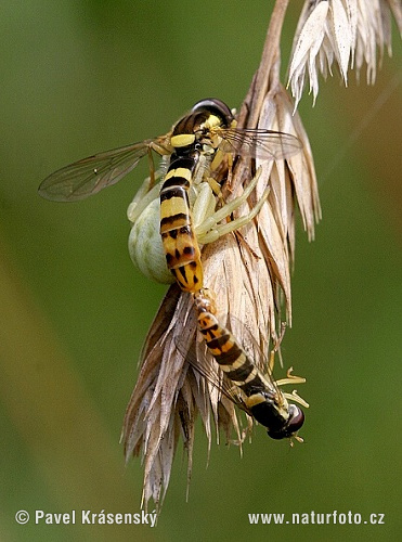 Cvetni pajek (Misumena vatia)