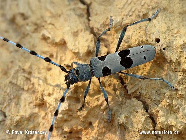 Fuzáč alpský (Rosalia alpina)