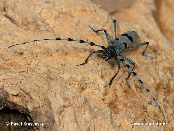 Fuzáč alpský (Rosalia alpina)