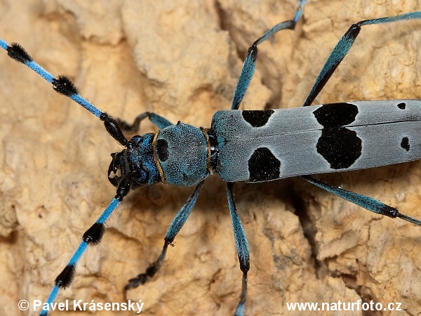 Fuzáč alpský (Rosalia alpina)