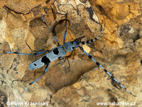 Fuzáč alpský (Rosalia alpina)