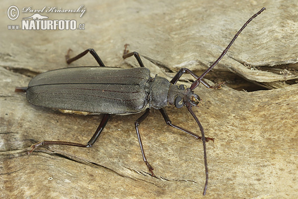 Fuzáč drsnotykadlový (Aegosoma scabricorne)