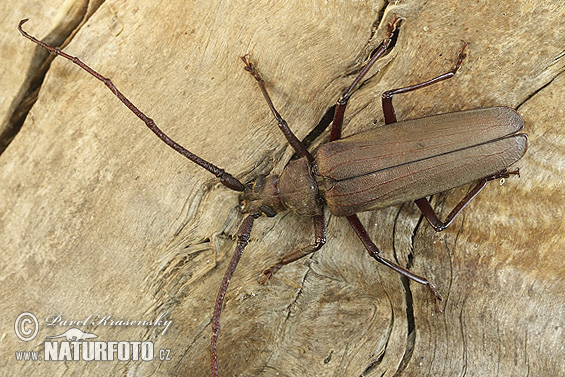 Fuzáč drsnotykadlový (Aegosoma scabricorne)