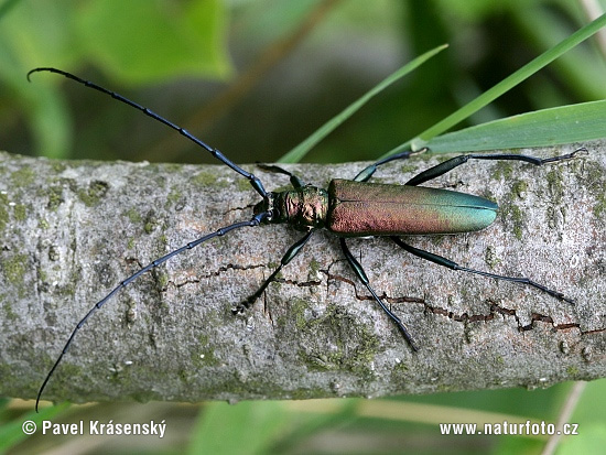 Fuzáč pižmový (Aromia moschata)