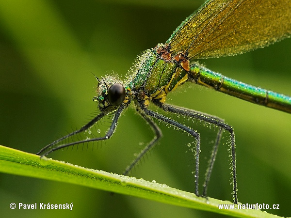 Hadovka lesklá (Calopteryx splendens)