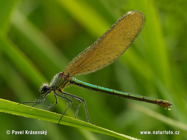 Hadovka lesklá (Calopteryx splendens)