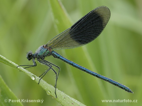 Hadovka lesklá (Calopteryx splendens)