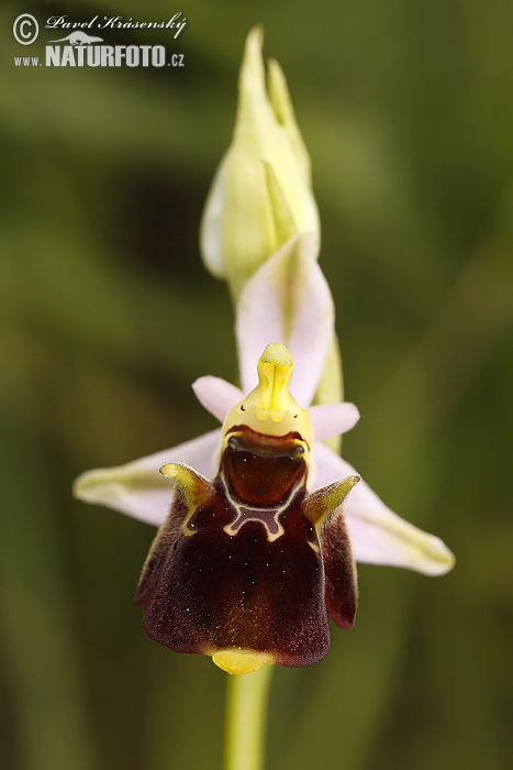 Hmyzovník Holubyho (Ophrys holoserica subsp. holubyana)