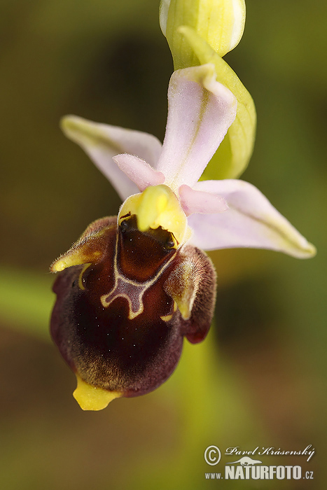 Hmyzovník Holubyho (Ophrys holoserica subsp. holubyana)