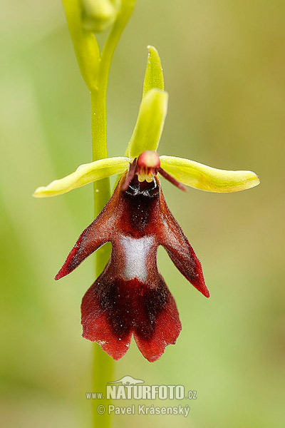 Hmyzovník muchovitý (Ophrys insectifera)