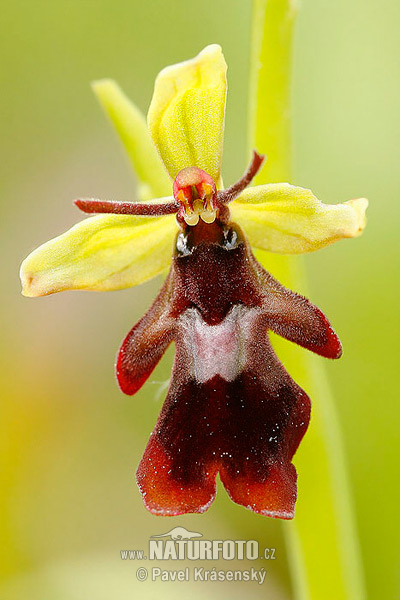 Hmyzovník muchovitý (Ophrys insectifera)