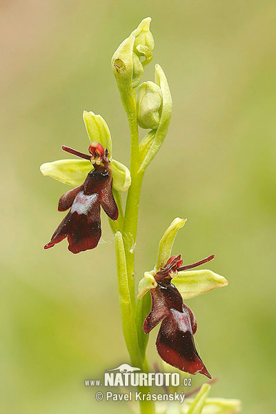 Hmyzovník muchovitý (Ophrys insectifera)