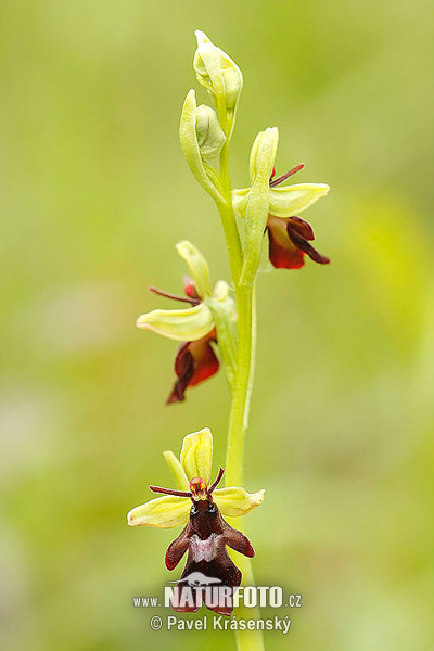 Hmyzovník muchovitý (Ophrys insectifera)